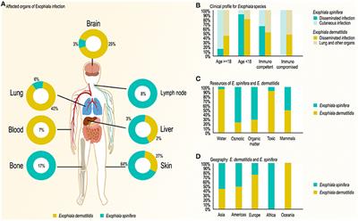Comparative Ecology of Capsular Exophiala Species Causing Disseminated Infection in Humans